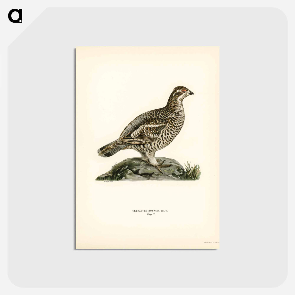 アートポストカード-Hazel Grouse
- スヴェンスカ フォグラル Postcard.