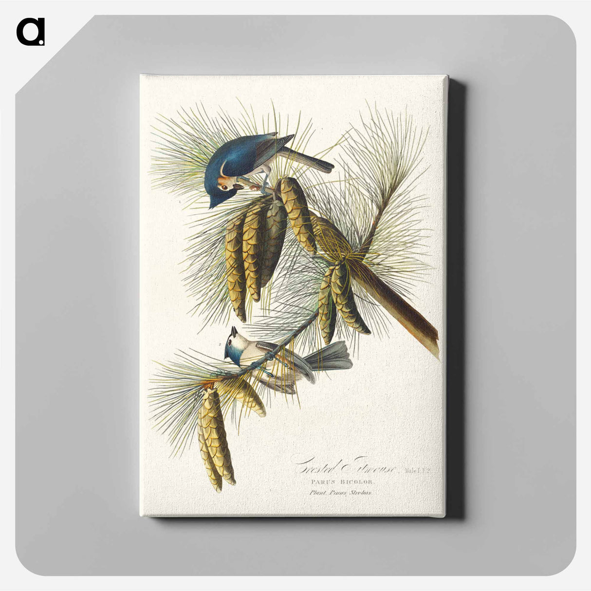 アートパネル-Crested Titmouse from Birds of America
- アメリカの鳥たち Canvas.