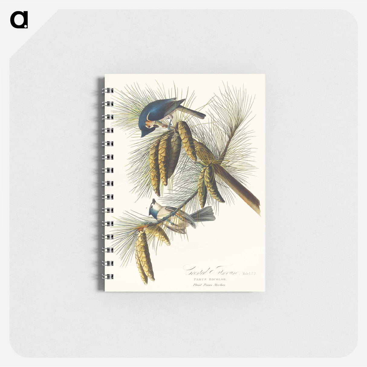 アートメモ帳-Crested Titmouse from Birds of America
- アメリカの鳥たち Memo.