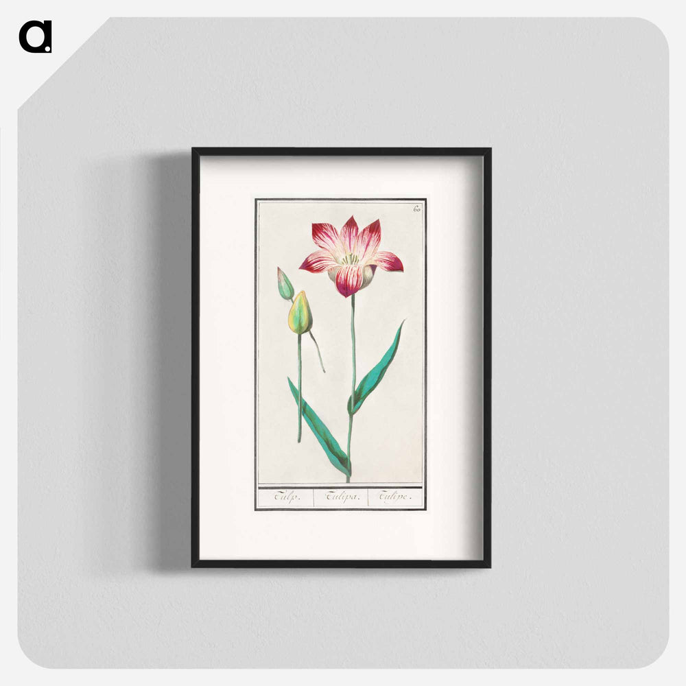 Tulip - アンセルムス ボエティウス デ ブート Poster.