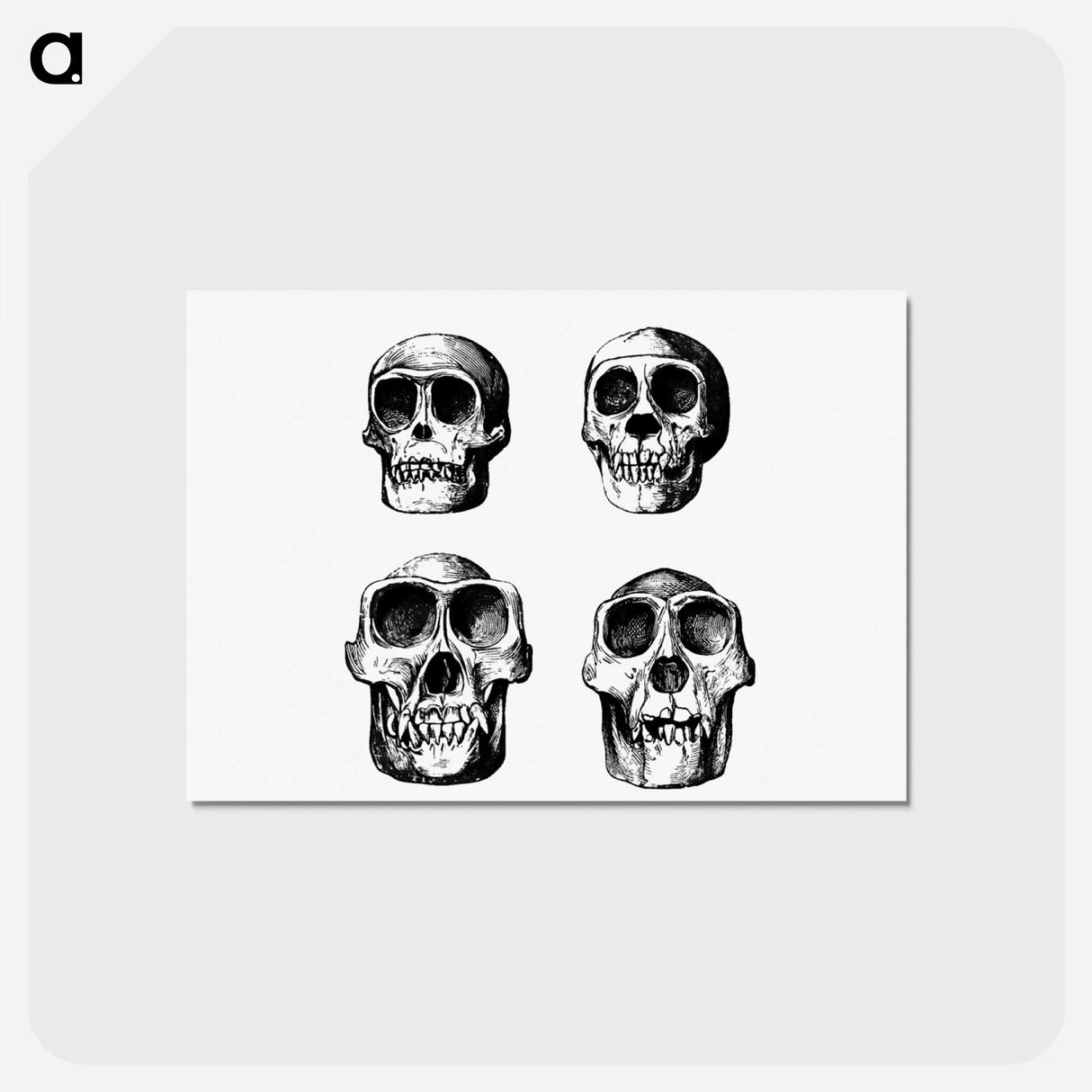 アートポストカード-Skull from Voyages and Adventures in Equatorial Africa
- 大英図書館 Postcard.