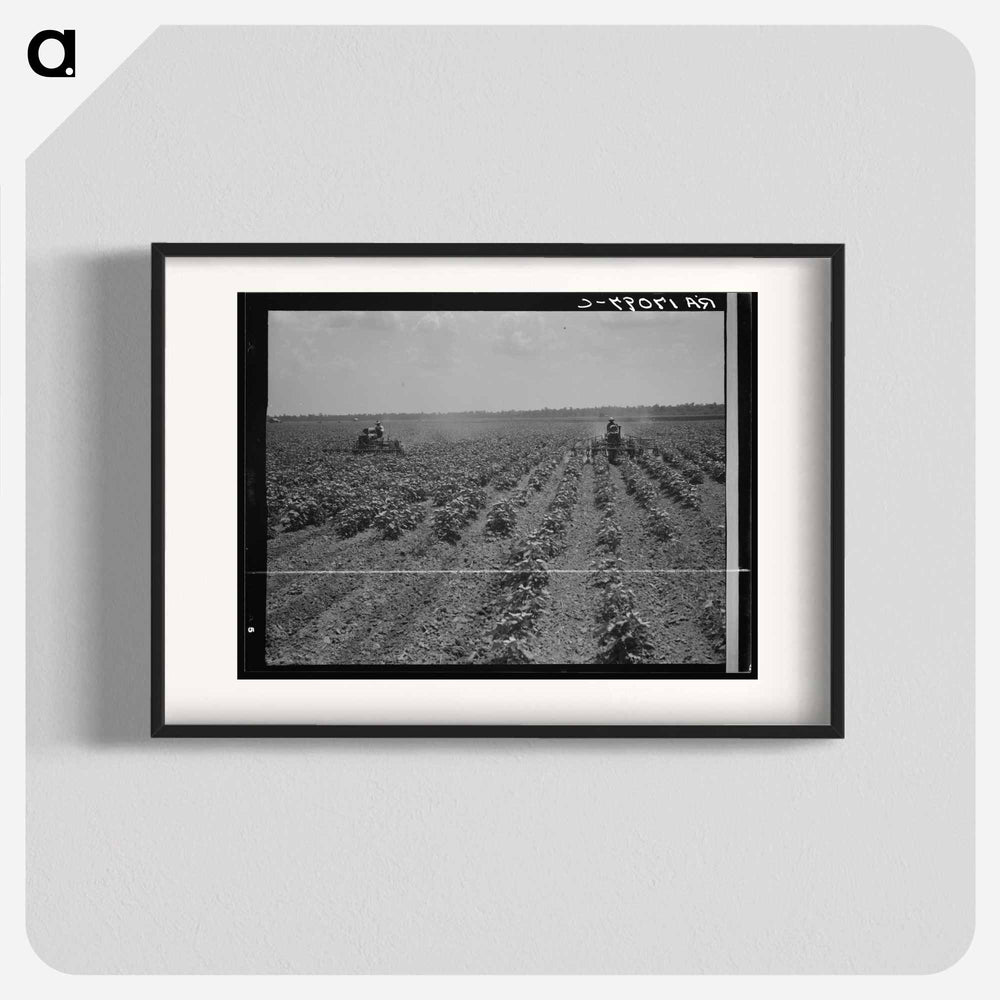 Tractors cultivating cotton - Dorothea Lange Poster.