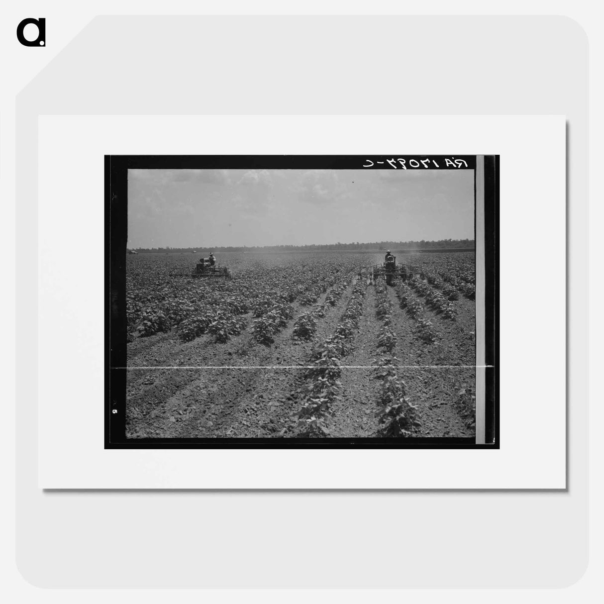 Tractors cultivating cotton - Dorothea Lange Poster.