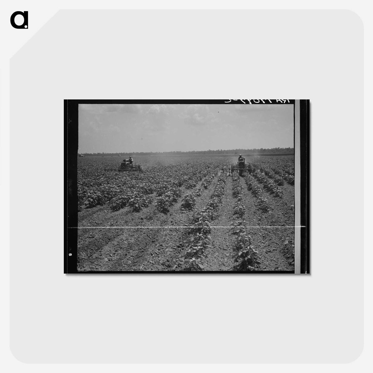 3-17_Dorothea-Lange_postcard