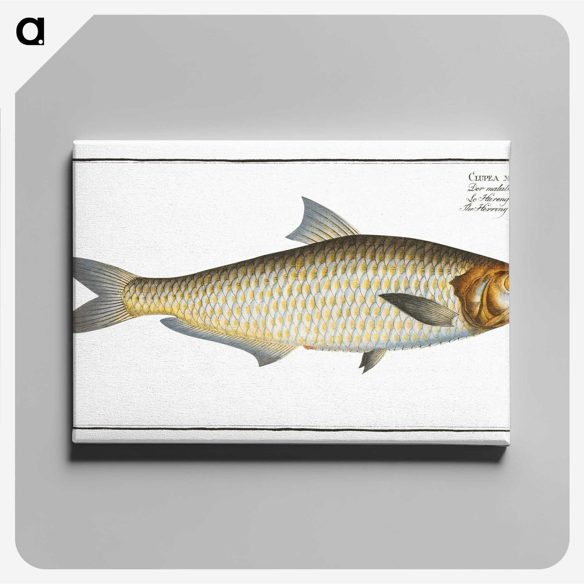 3-17_Ichtyologie-ou-Histoire-naturelle_canvas