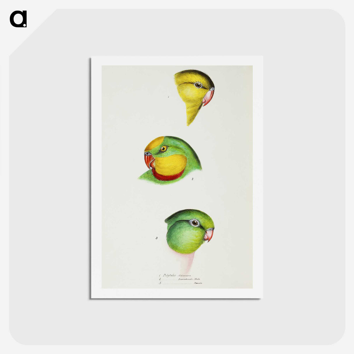 3-17_John-Gould_hagaki