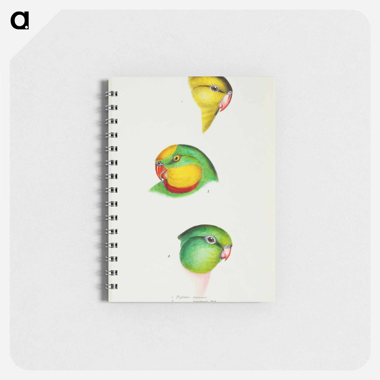 アートメモ帳-Australian Parrots
- ジョン グールド Memo.