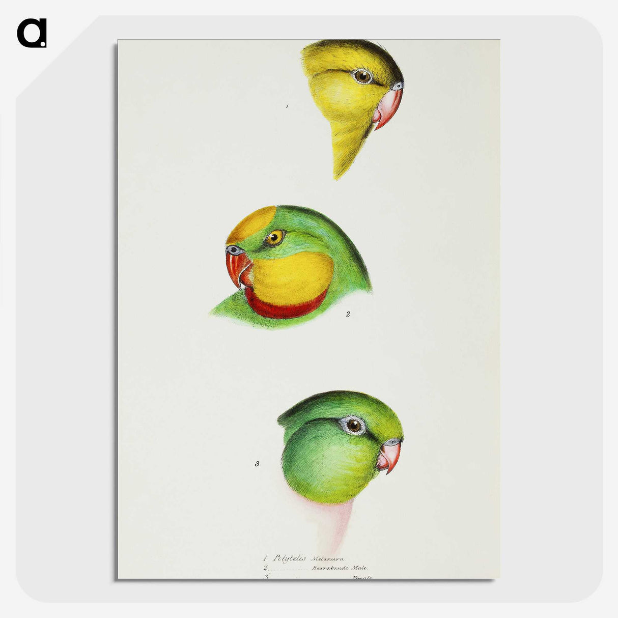 3-17_John-Gould_picture-crop