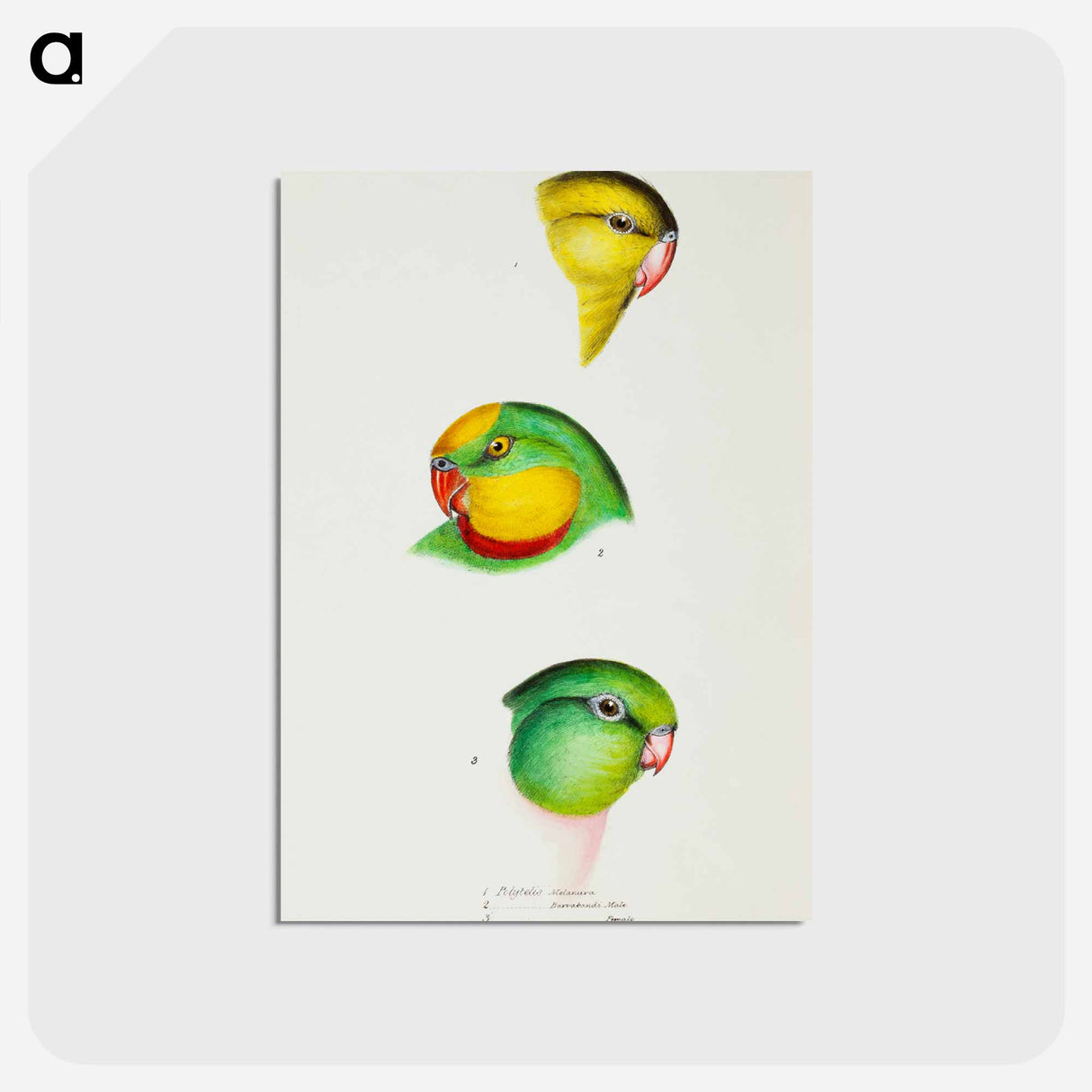 アートポストカード-Australian Parrots
- ジョン グールド Postcard.