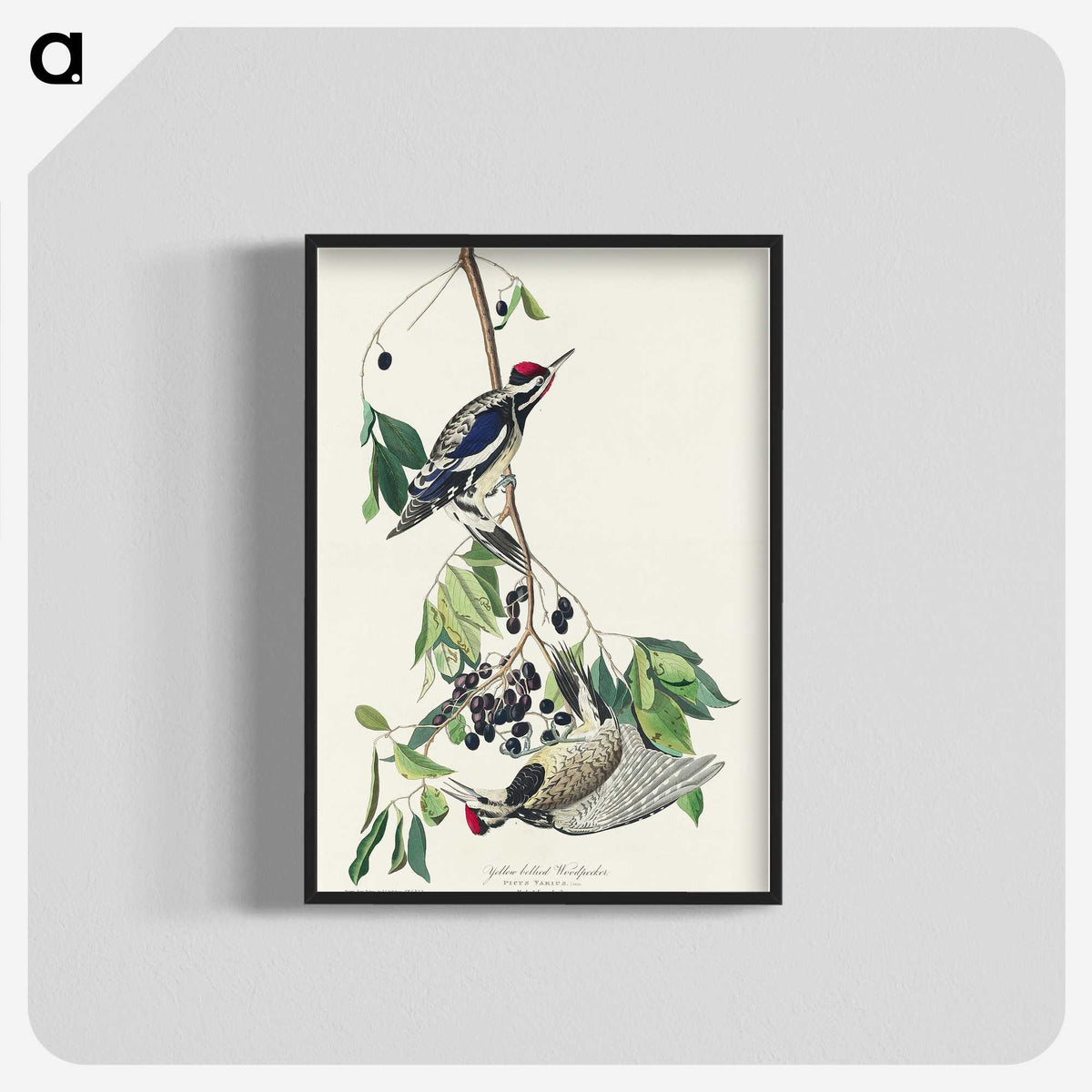 3-17_John-James-Audubon_blk-crop