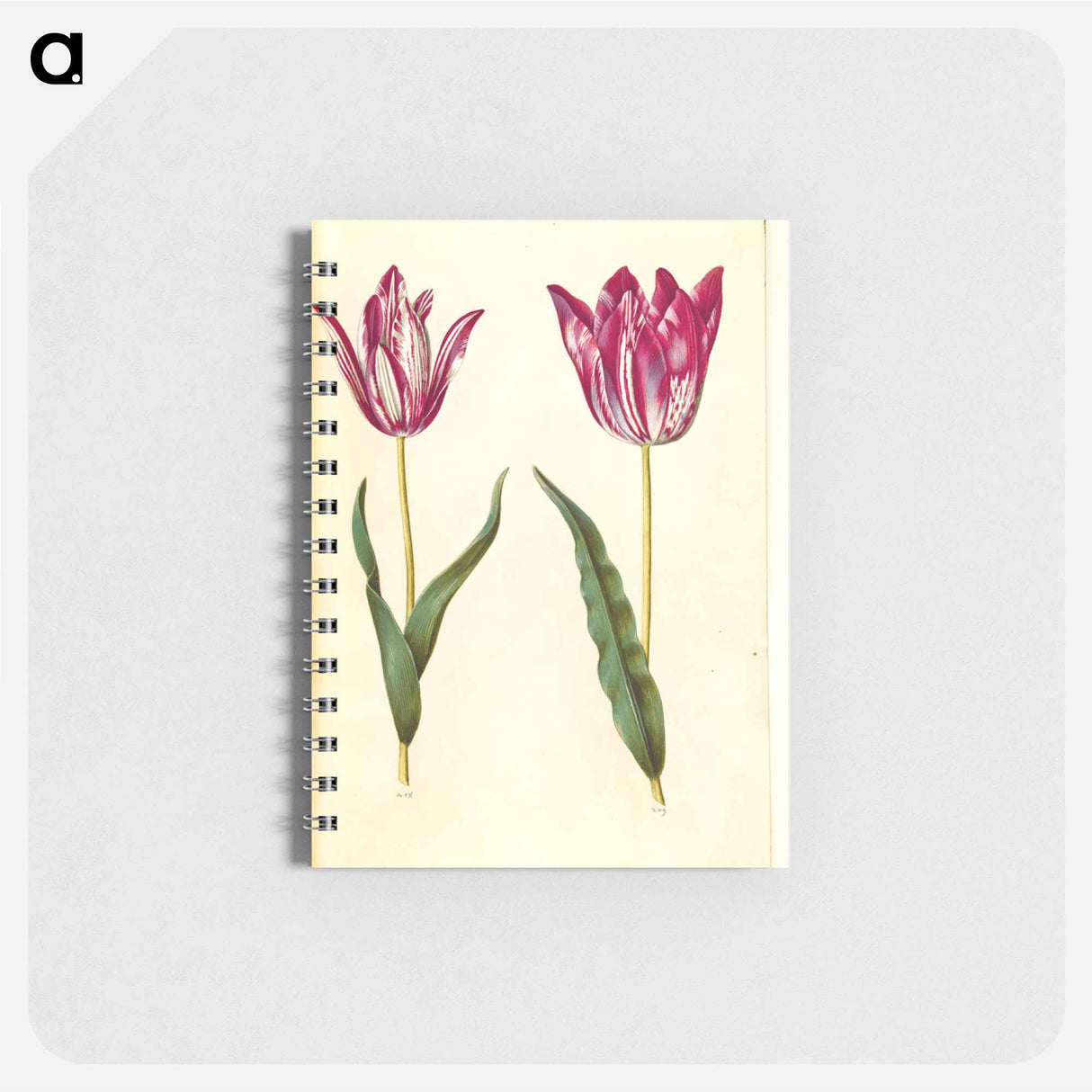 アートメモ帳-Tulipa gesneriana
- マリア ジビーラ メーリアン Memo.