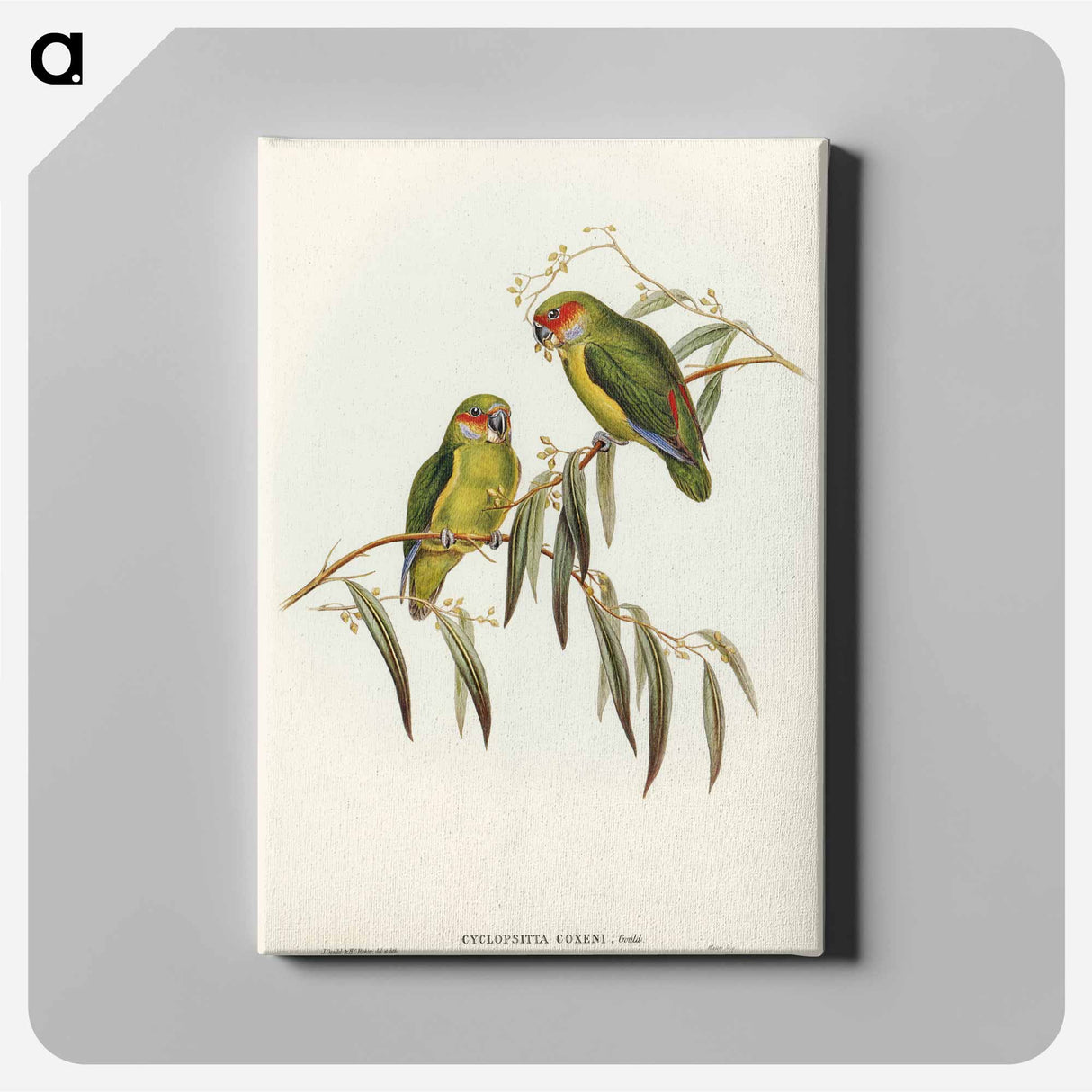 Coxen's Parakeet
- オーストラリアの鳥 Canvas.