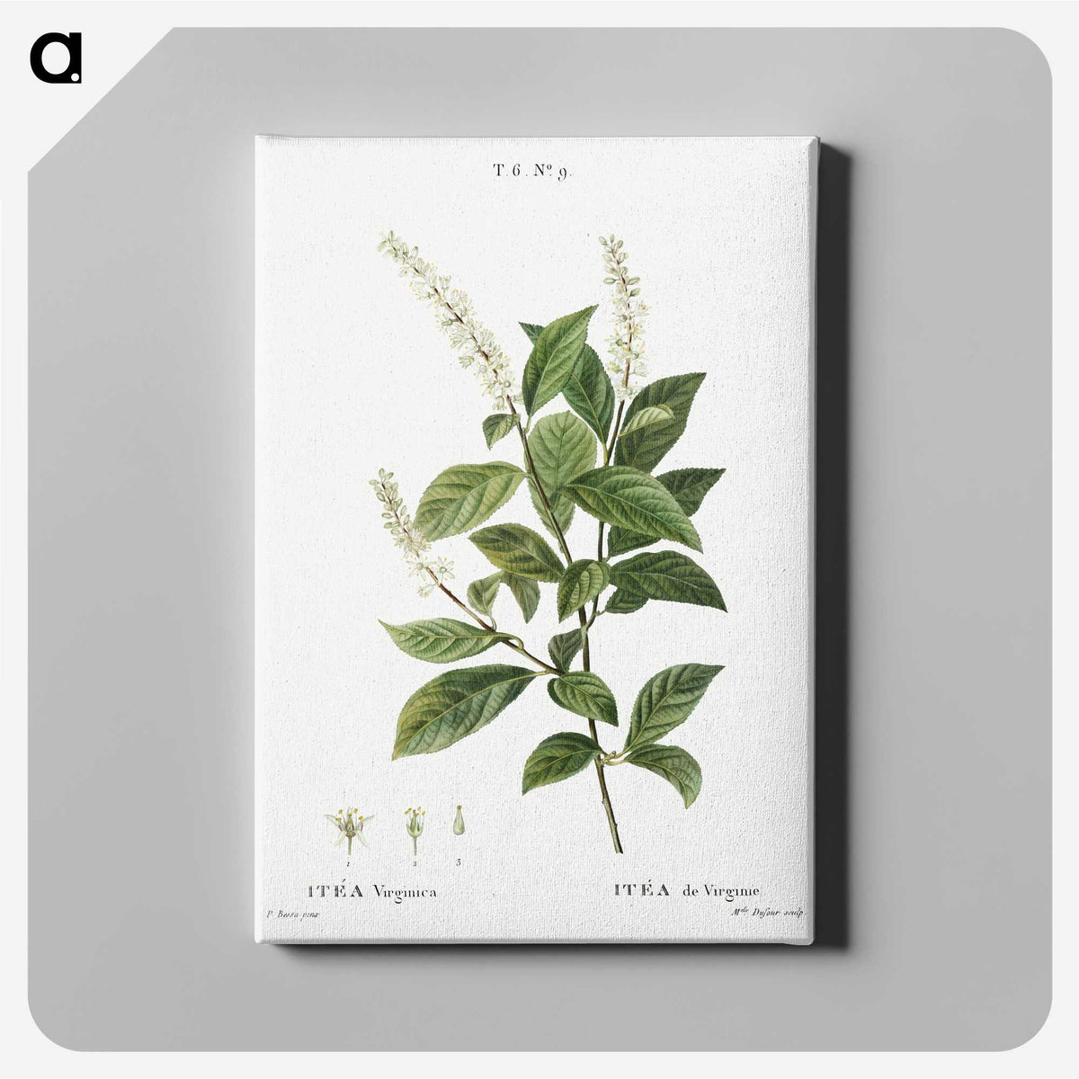 3-17_Treatise-on-Trees-and-Shrubs_canvas