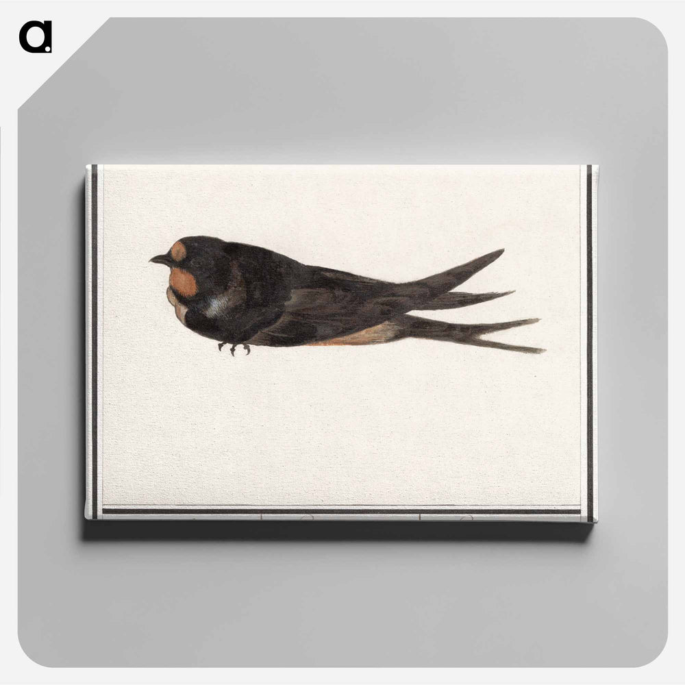 Barn Swallow - アンセルムス ボエティウス デ ブート Canvas.