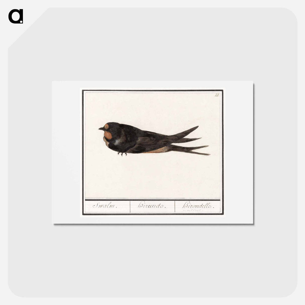 アートポストカード-Barn Swallow - アンセルムス ボエティウス デ ブート Postcard.