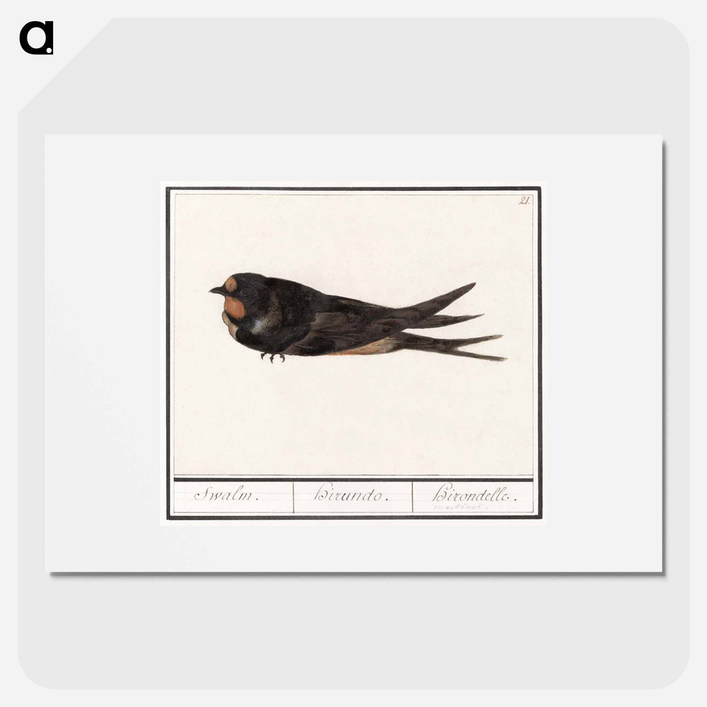 Barn Swallow - アンセルムス ボエティウス デ ブート Poster.