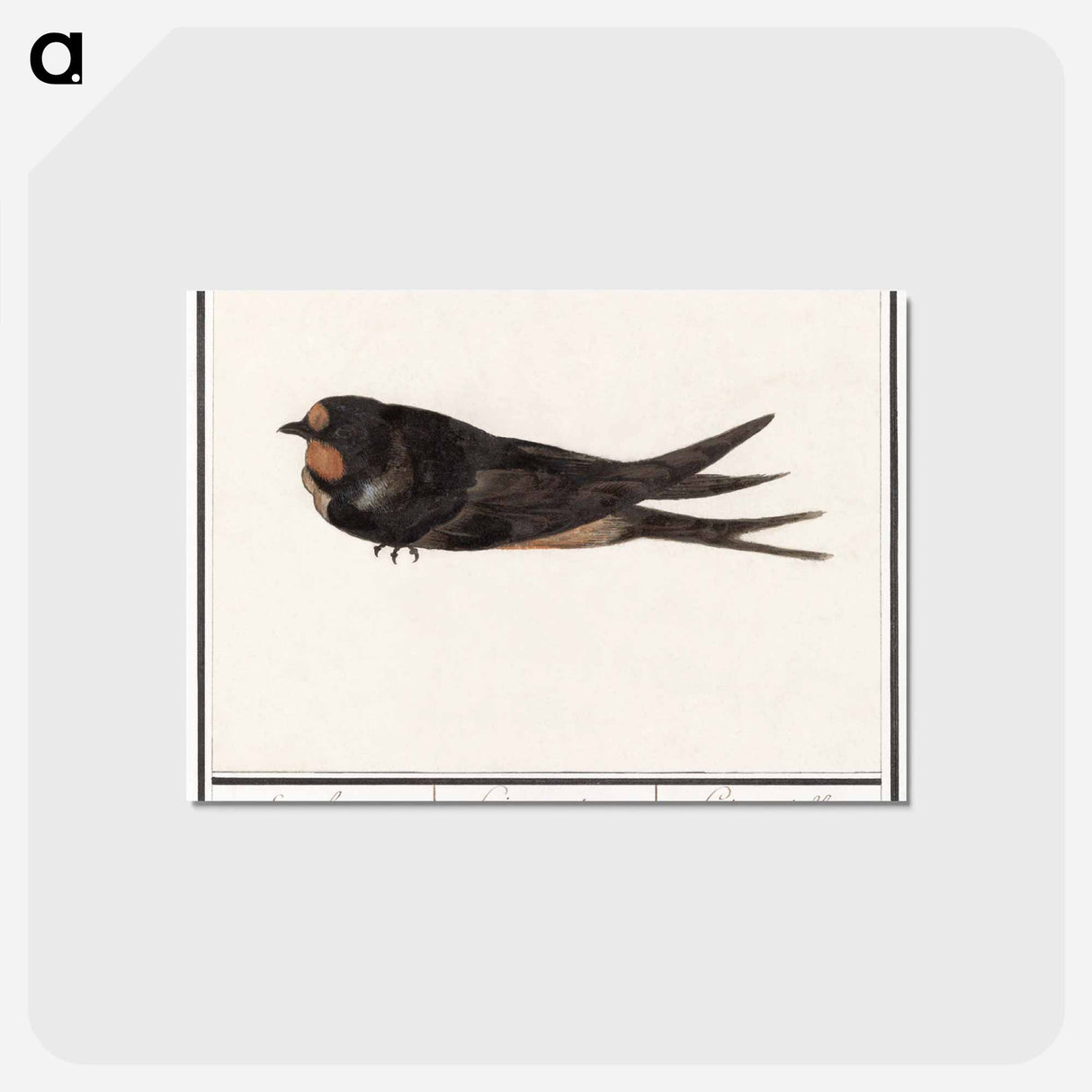 アートポストカード-Barn Swallow - アンセルムス ボエティウス デ ブート Postcard.