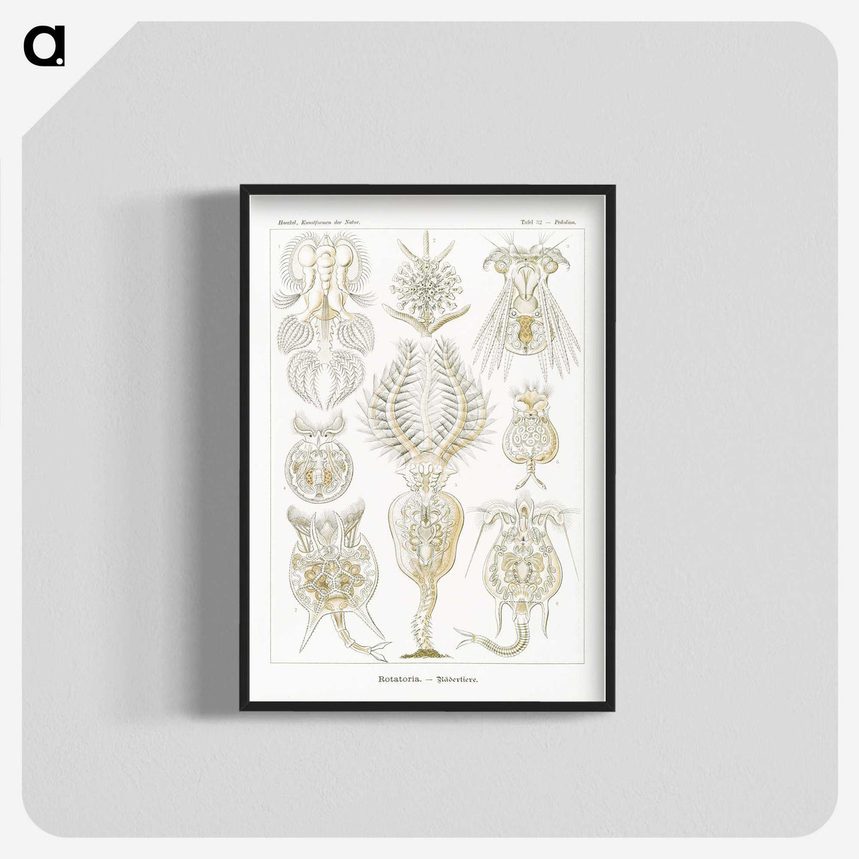 3-18_Ernst-Haeckel_blk-crop