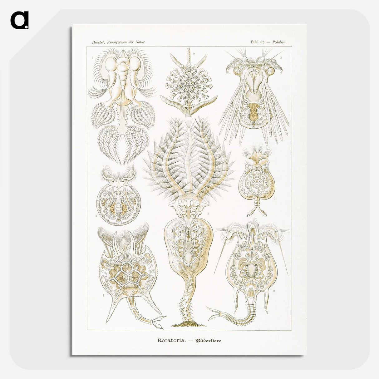 3-18_Ernst-Haeckel_picture-crop