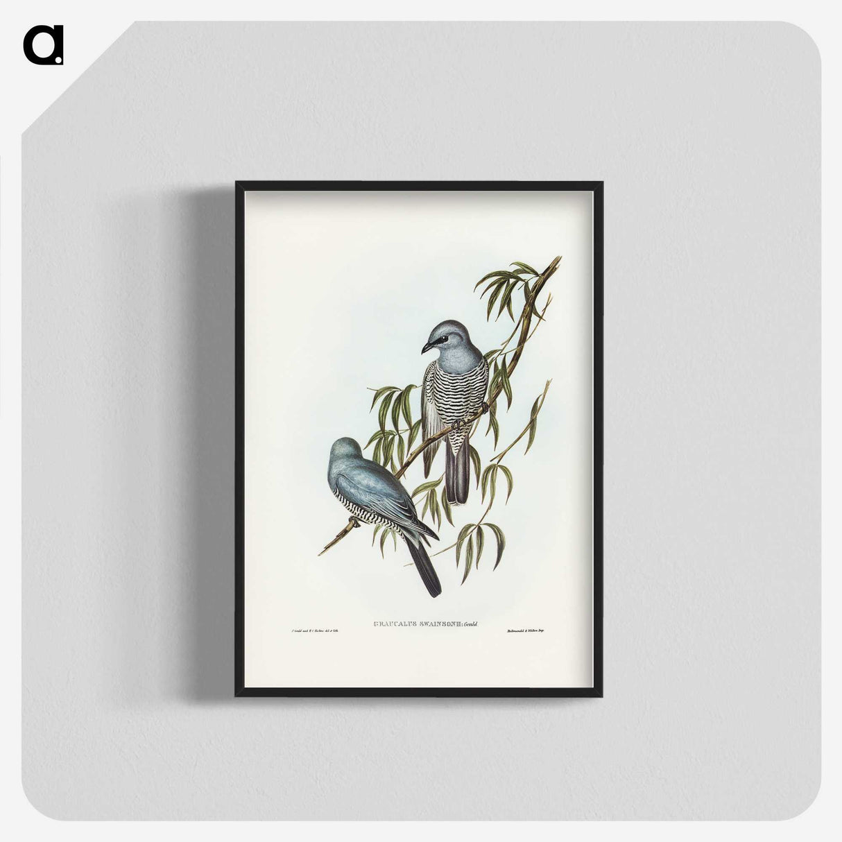 3-18_John-Gould_blk-crop