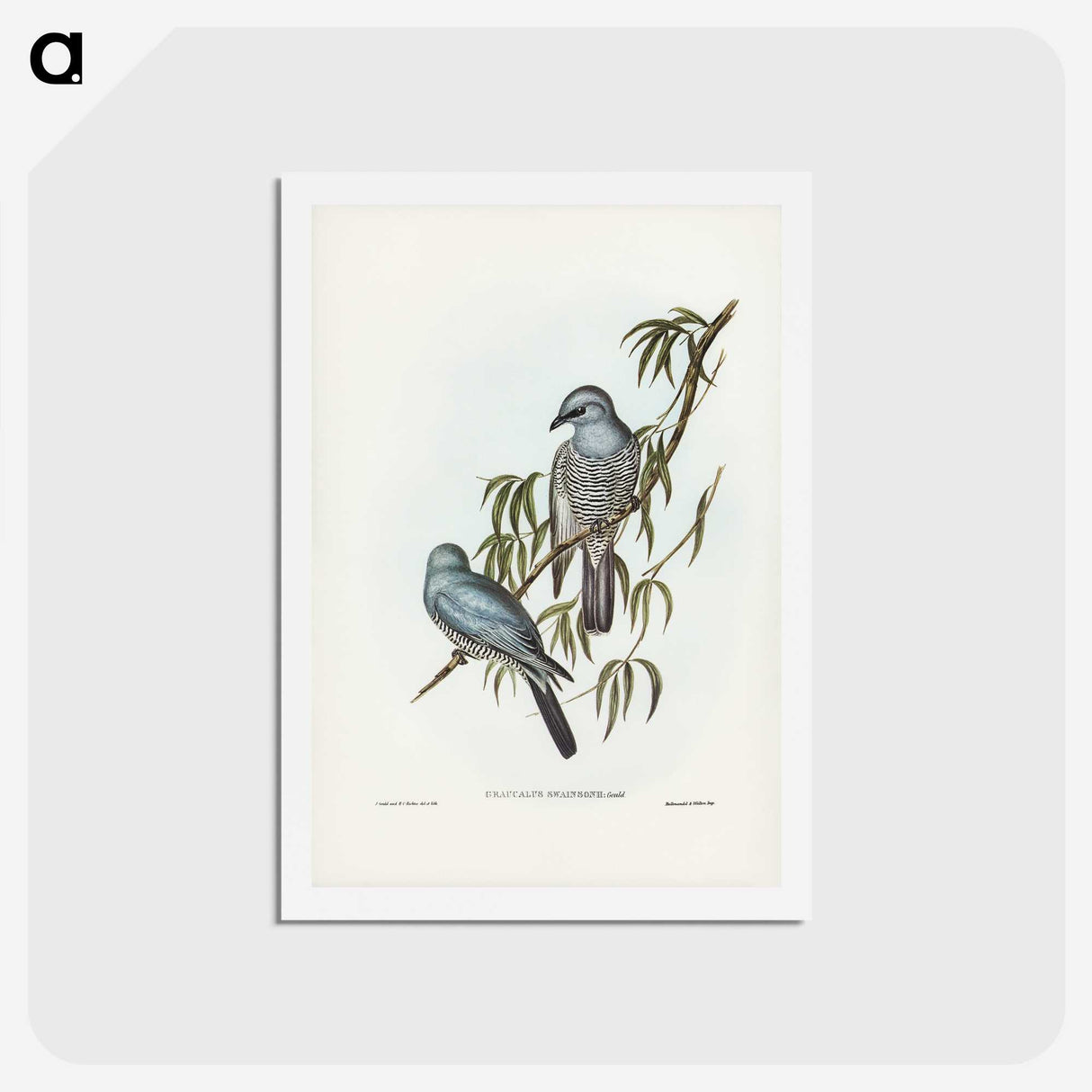 3-18_John-Gould_hagaki