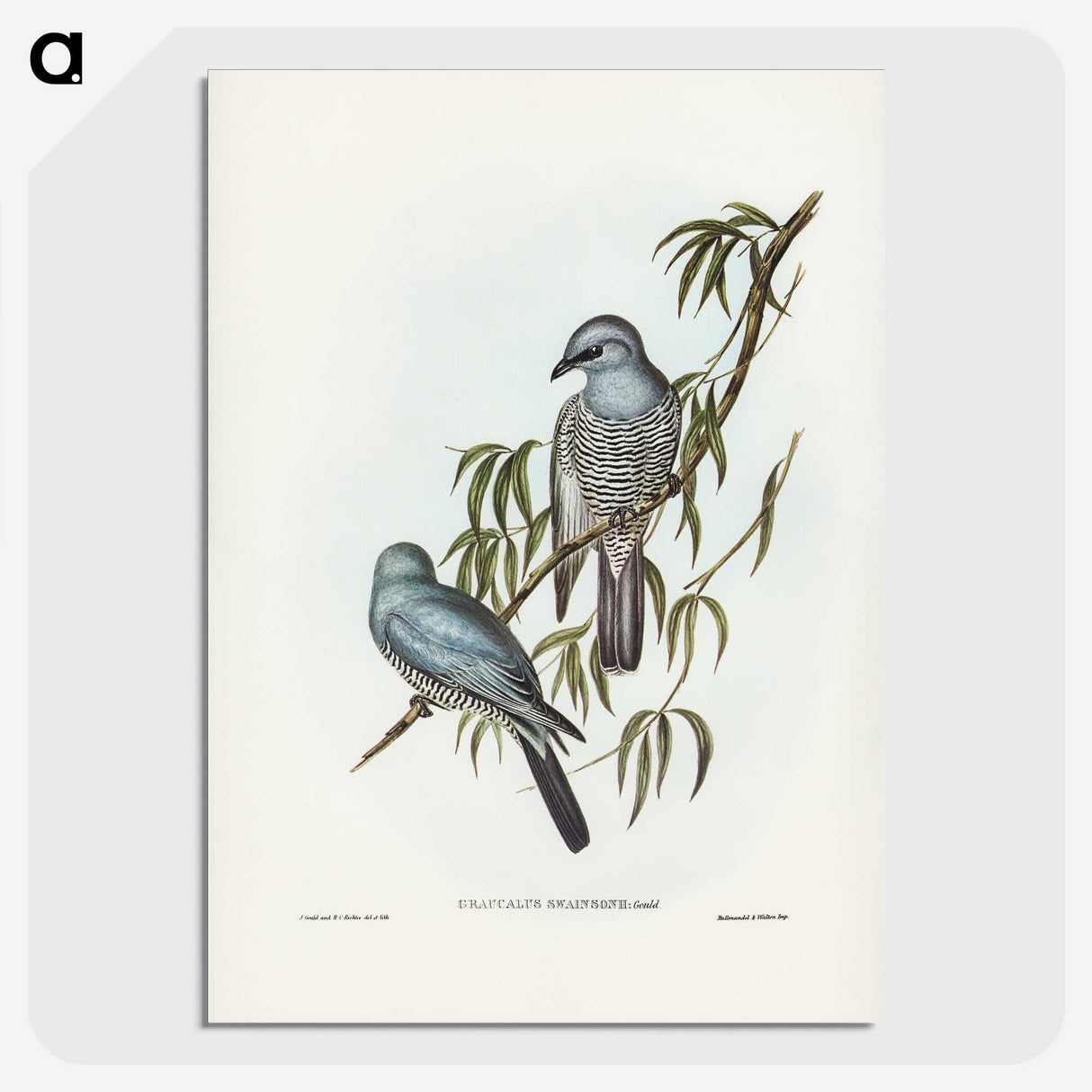 3-18_John-Gould_picture-crop