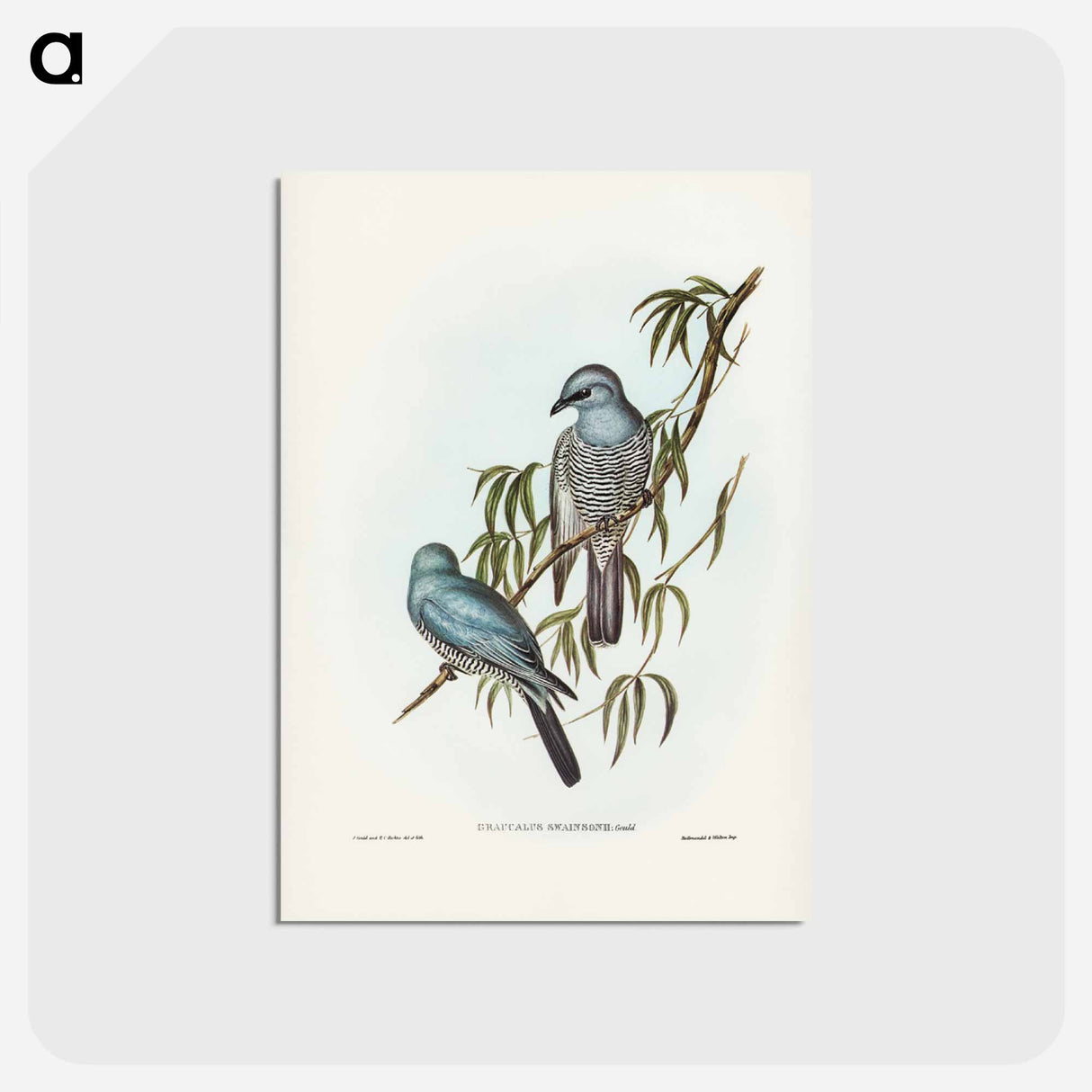 アートポストカード-Swainson's Graucalus
- ジョン グールド Postcard.