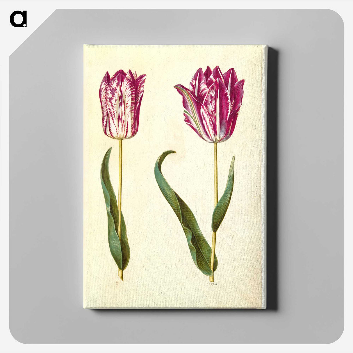 3-18_Maria-Sibylla-Merian_canvas