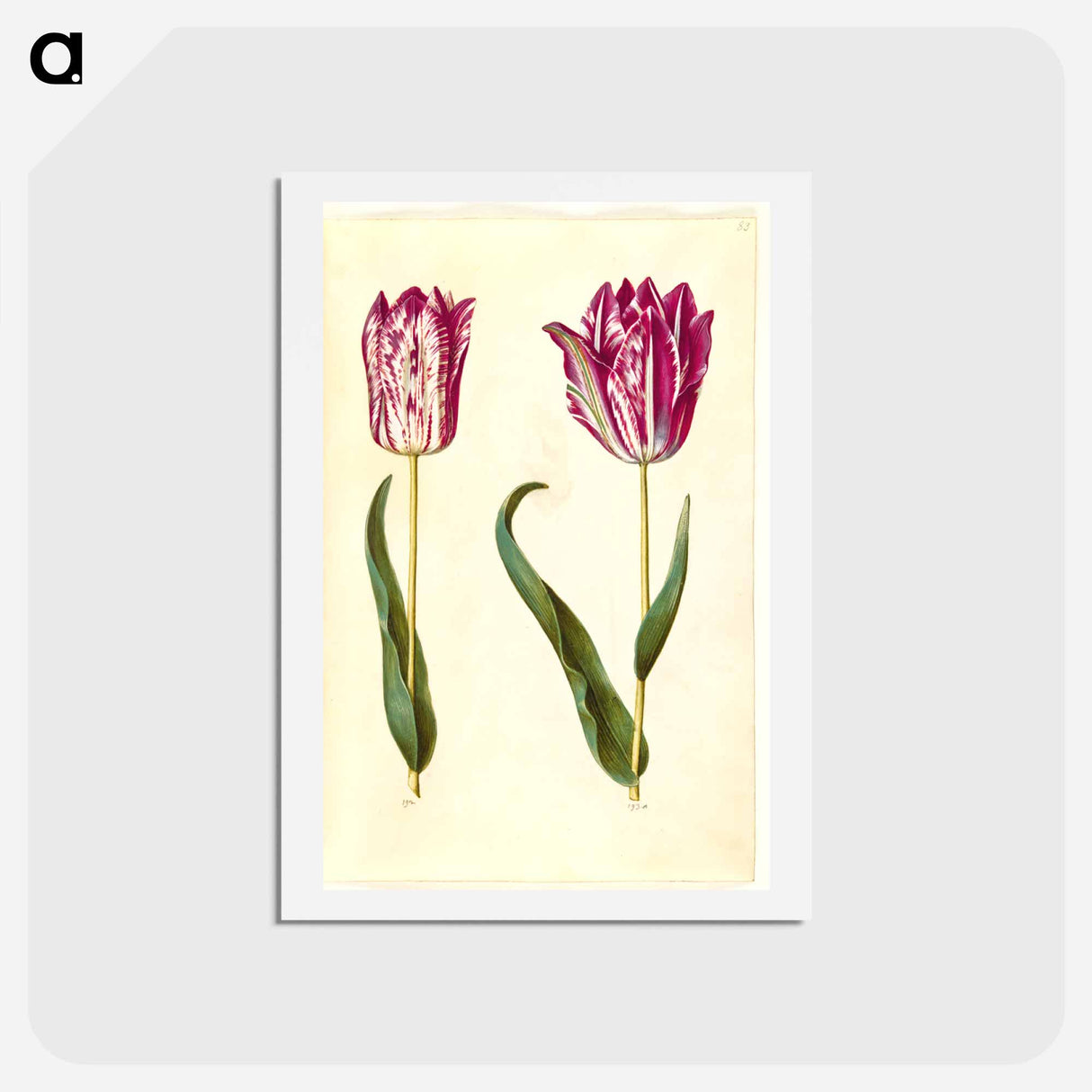 アートポストカード-Tulipa gesneriana
- マリア ジビーラ メーリアン Postcard.