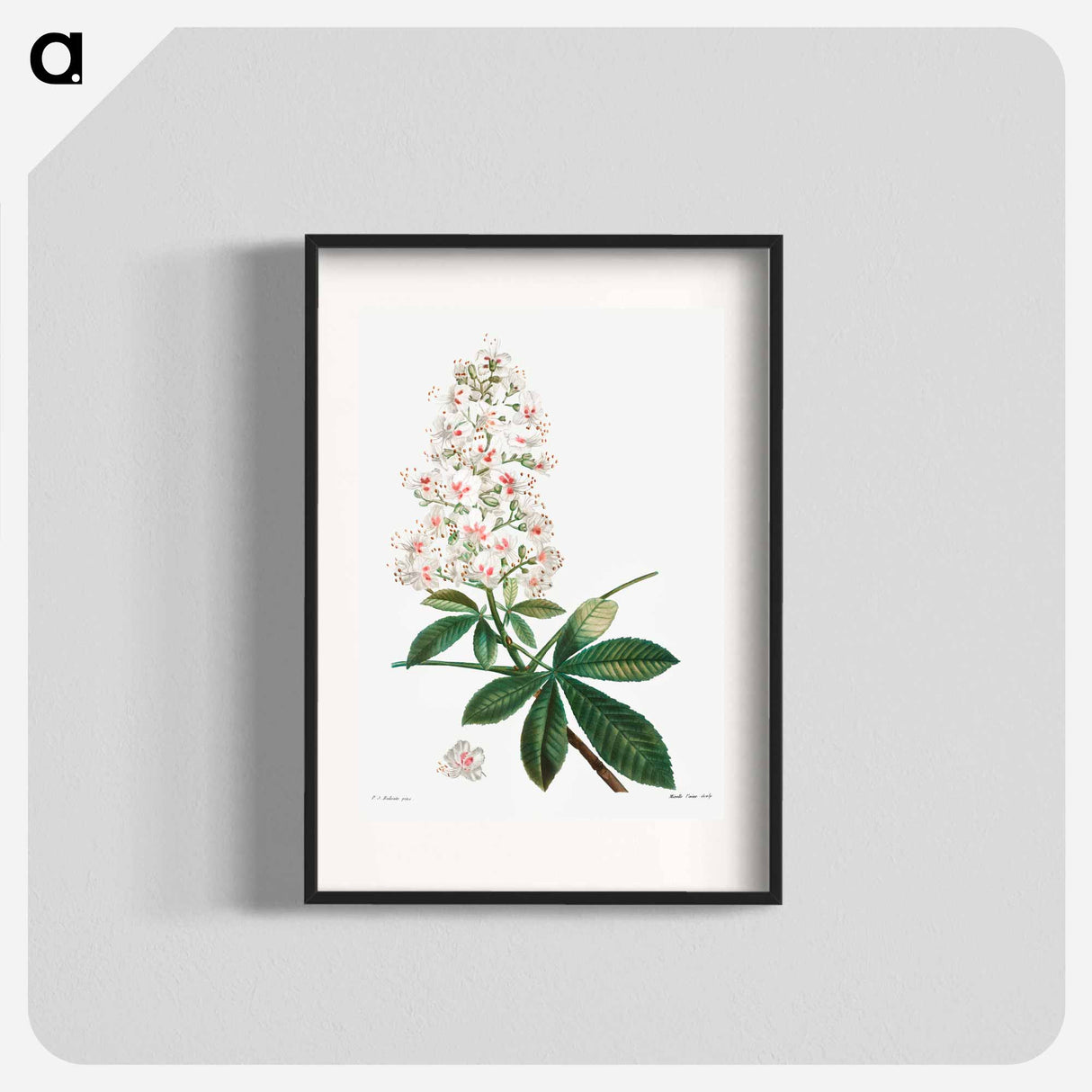 Horse chestnut - Pierre Joseph Redouté Poster.
