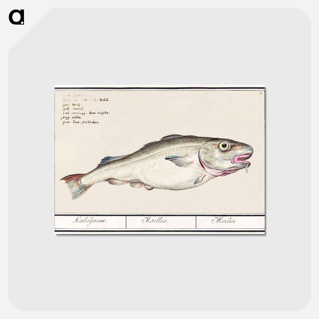 アートポストカード-Cod - アンセルムス ボエティウス デ ブート Postcard.