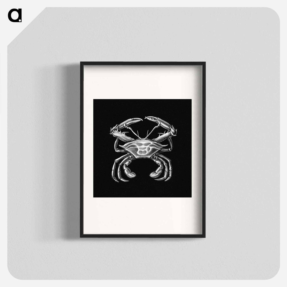 Vintage crab marine life illustration - エルンスト ヘッケル Poster.