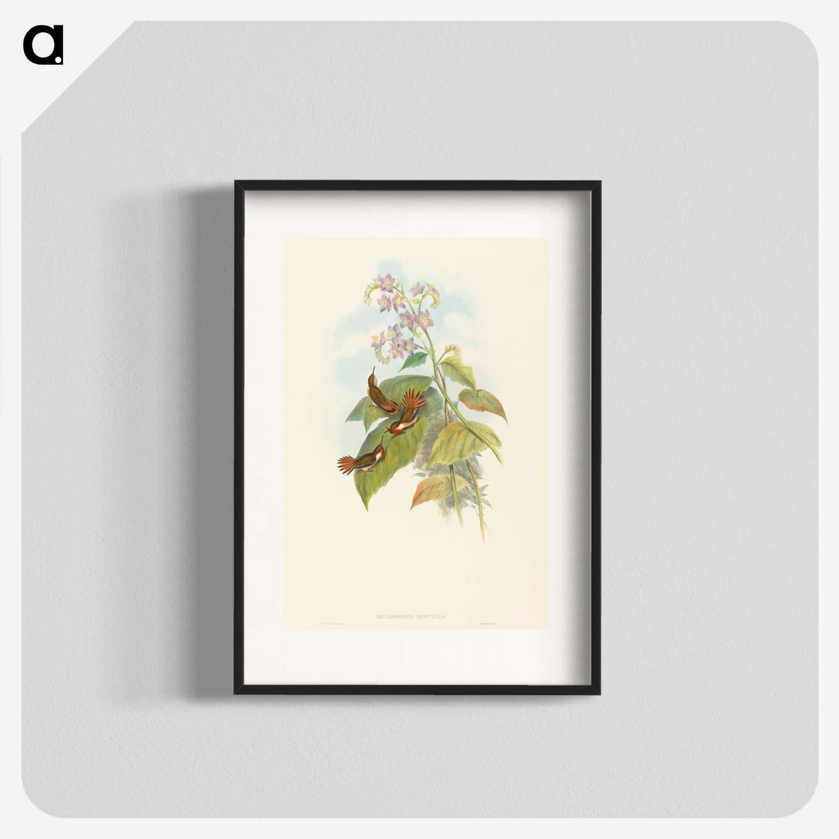 3-19_John-Gould_blk