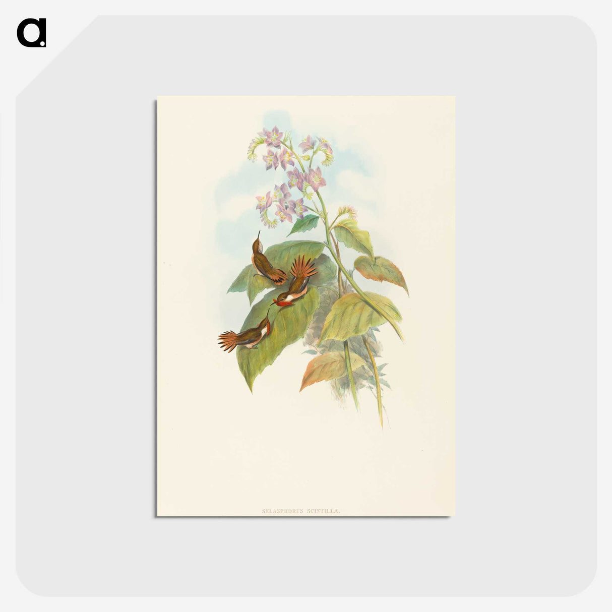 3-19_John-Gould_postcard