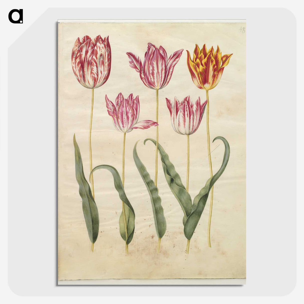 3-19_Maria-Sibylla-Merian_picture-crop