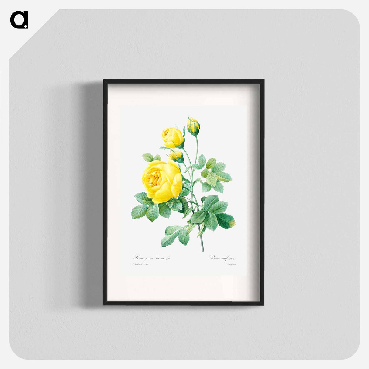 Yellow rose - Pierre Joseph Redouté Poster.