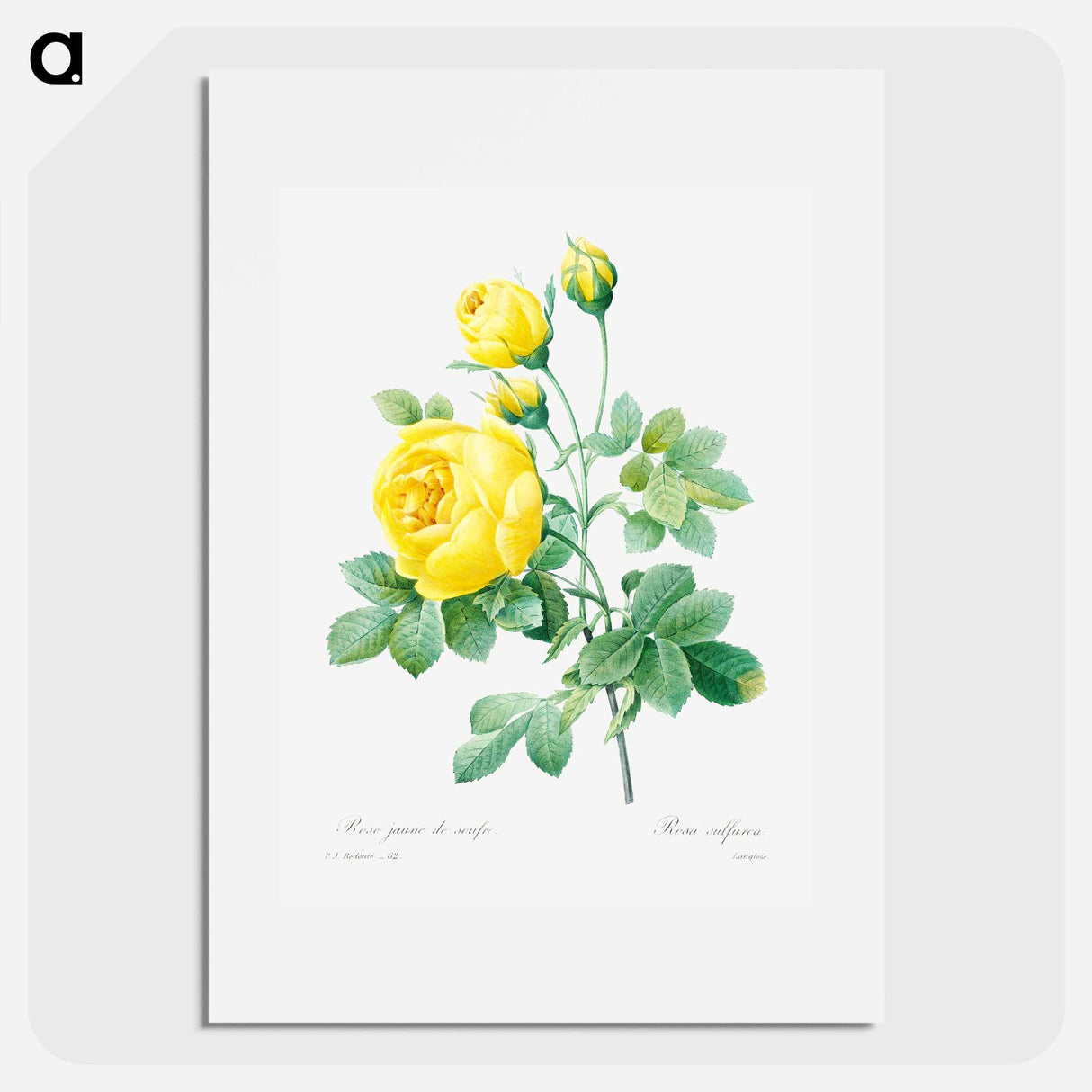 Yellow rose - Pierre Joseph Redouté Poster.