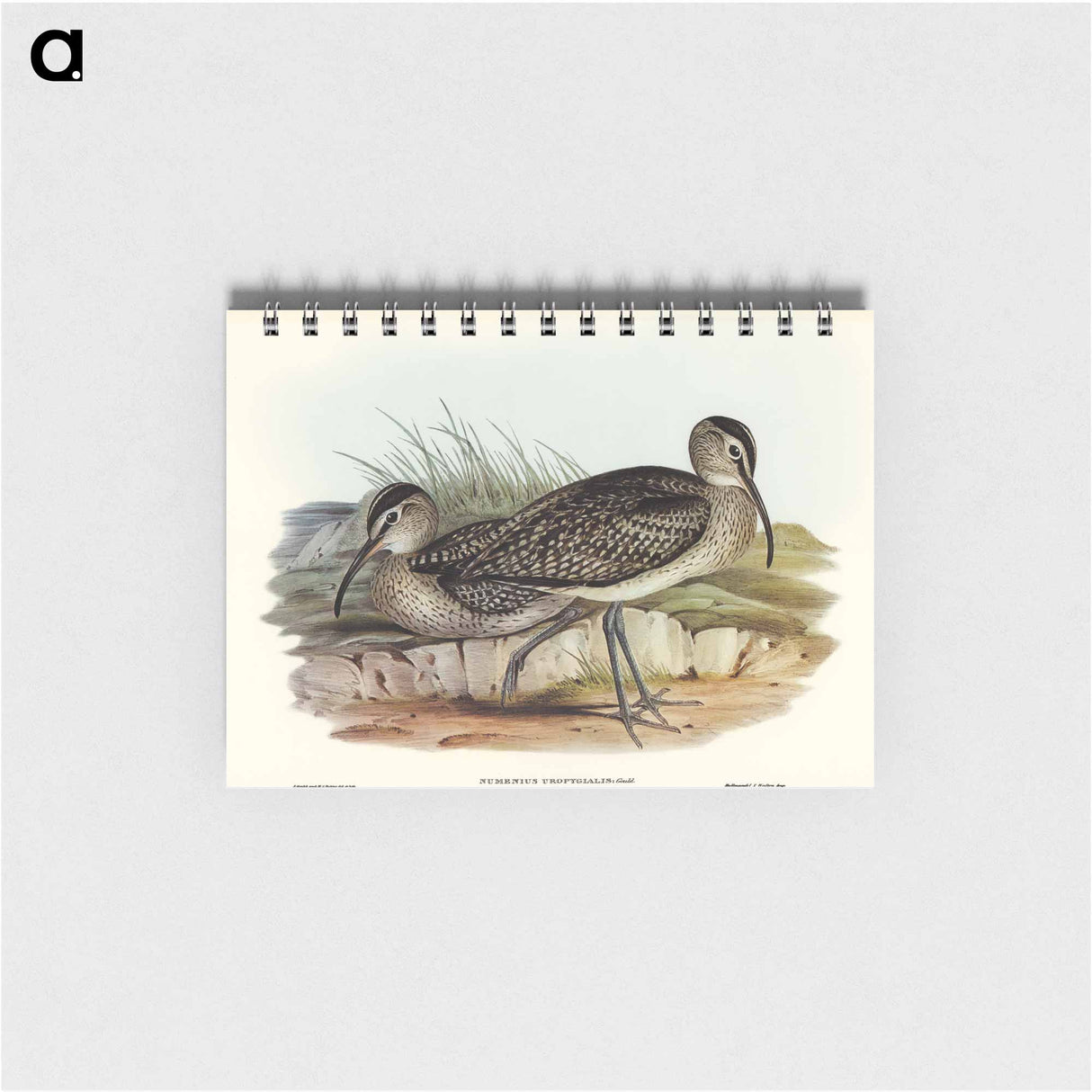 アートメモ帳-Australian Whimbrel
- オーストラリアの鳥 Memo.