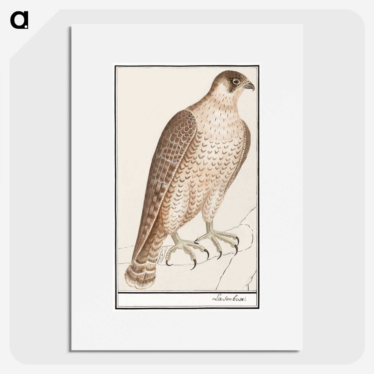 3-1_Anselmus-Boetius-de-Boodt_picture