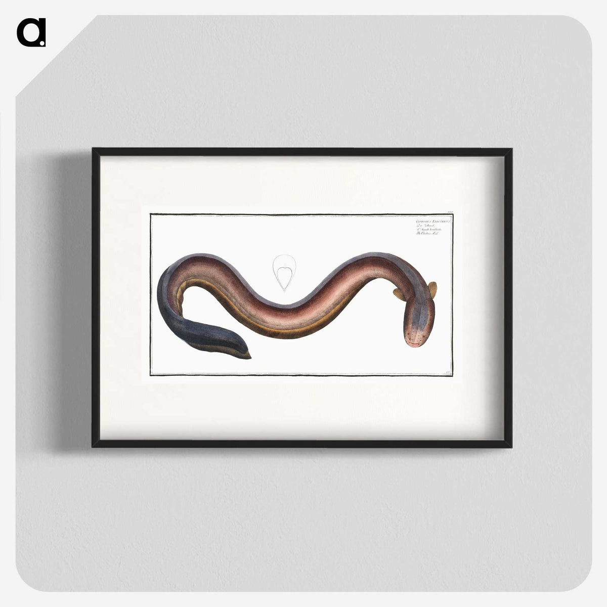 3-1_Ichtyologie-ou-Histoire-naturelle_blk