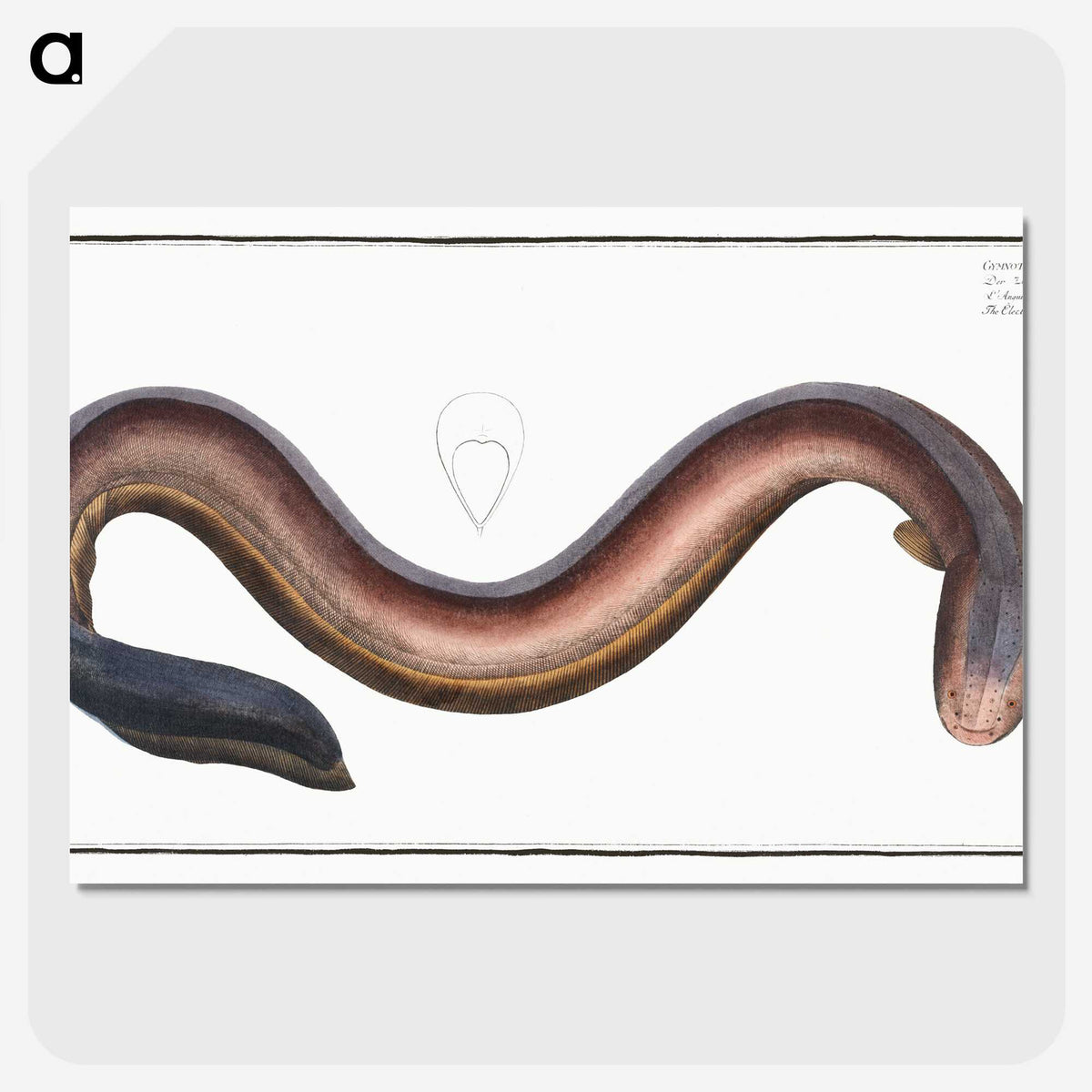 3-1_Ichtyologie-ou-Histoire-naturelle_picture-crop