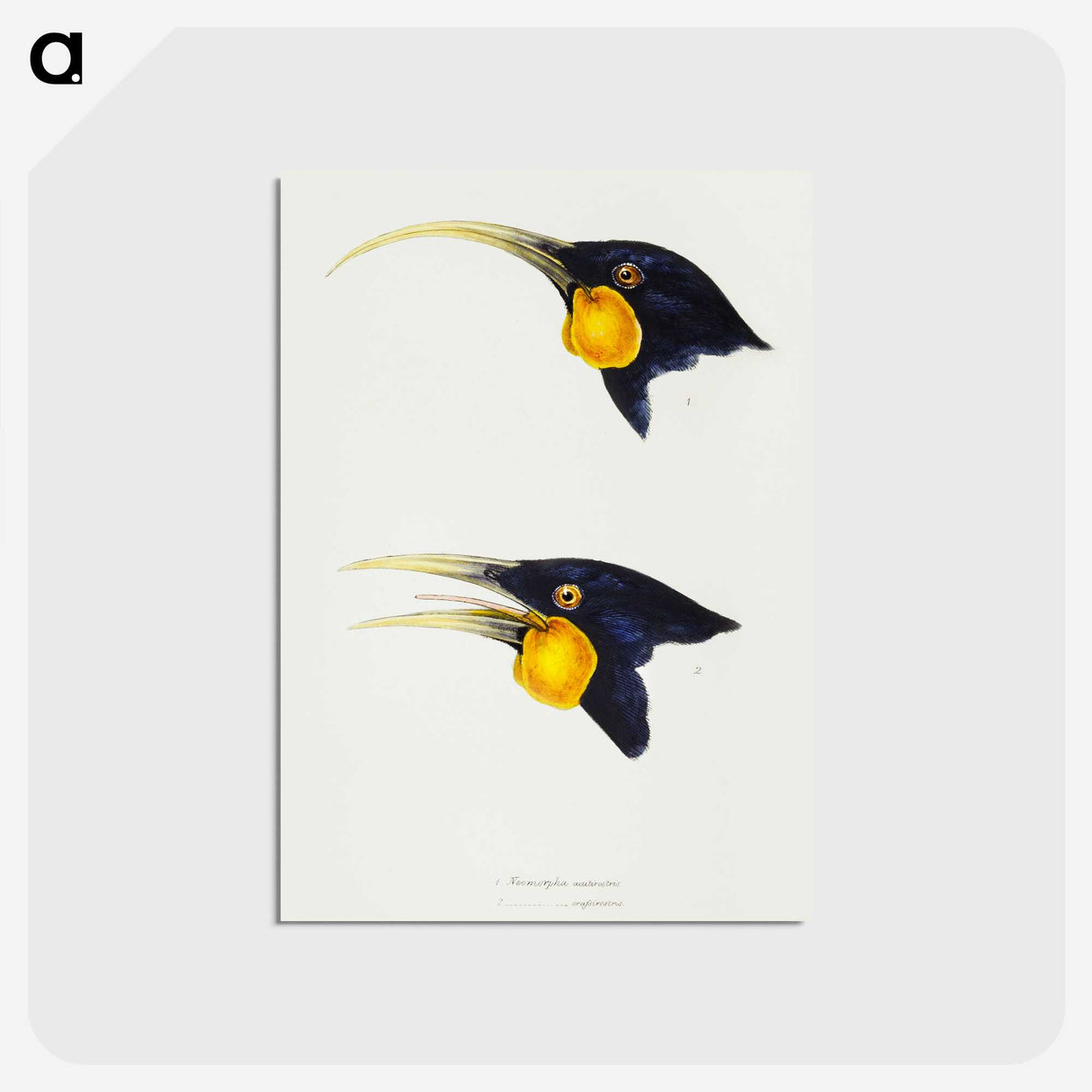 3-1_John-Gould_postcard