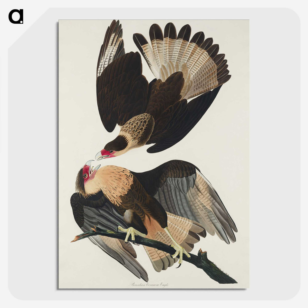 3-1_John-James-Audubon_picture-crop