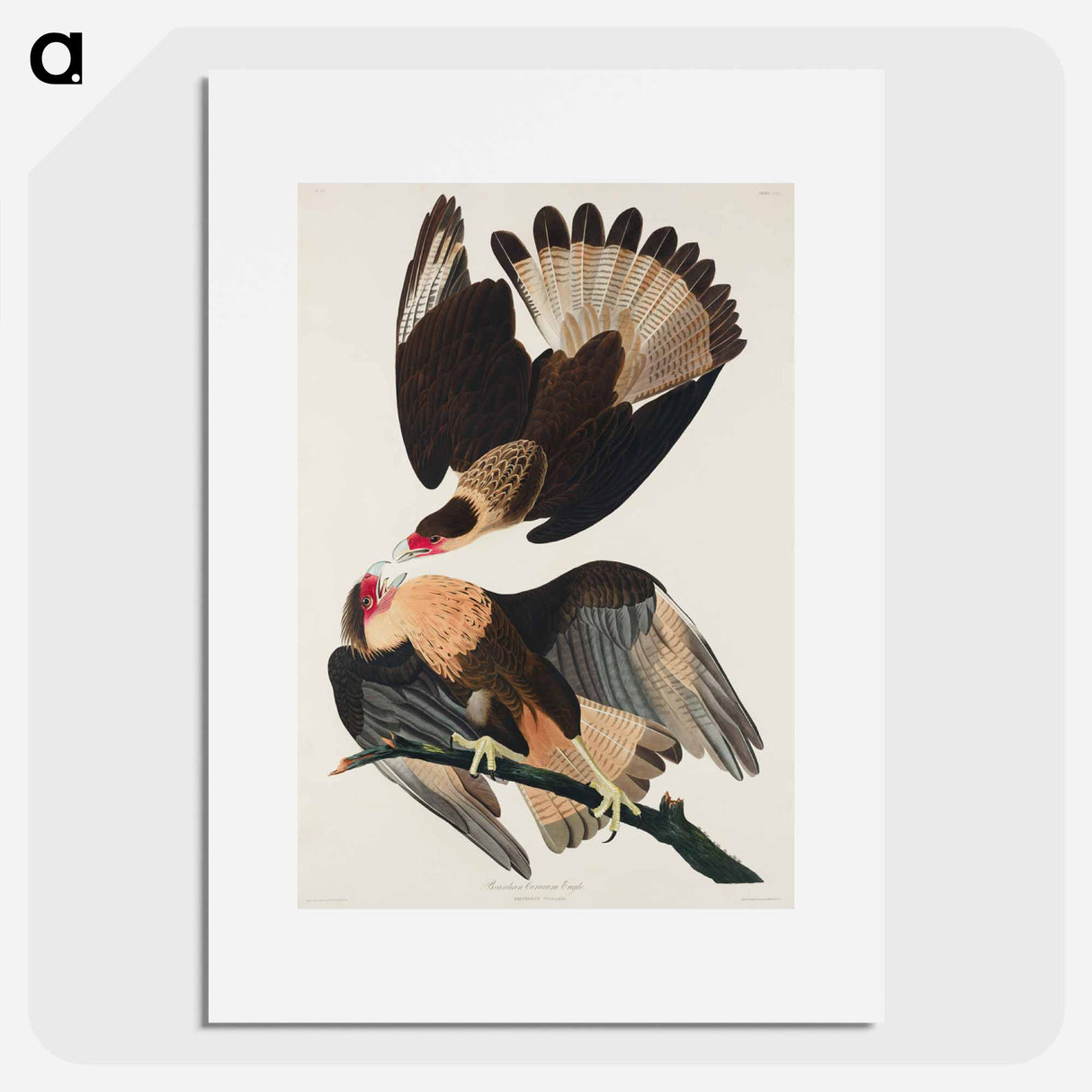 アートポスター-Brasilian Caracara Eagle
- ジョン ジェームス オーデュボン Poster.