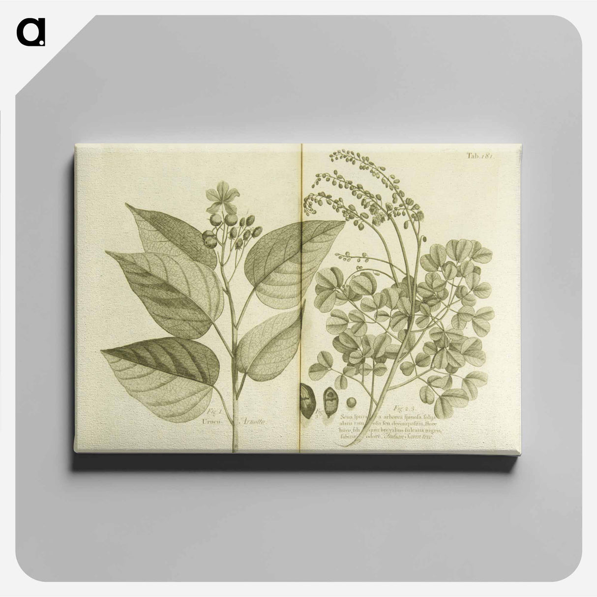 アートパネル-Arnotto and Indian Savin Tree
- 国立医学図書館 Canvas.