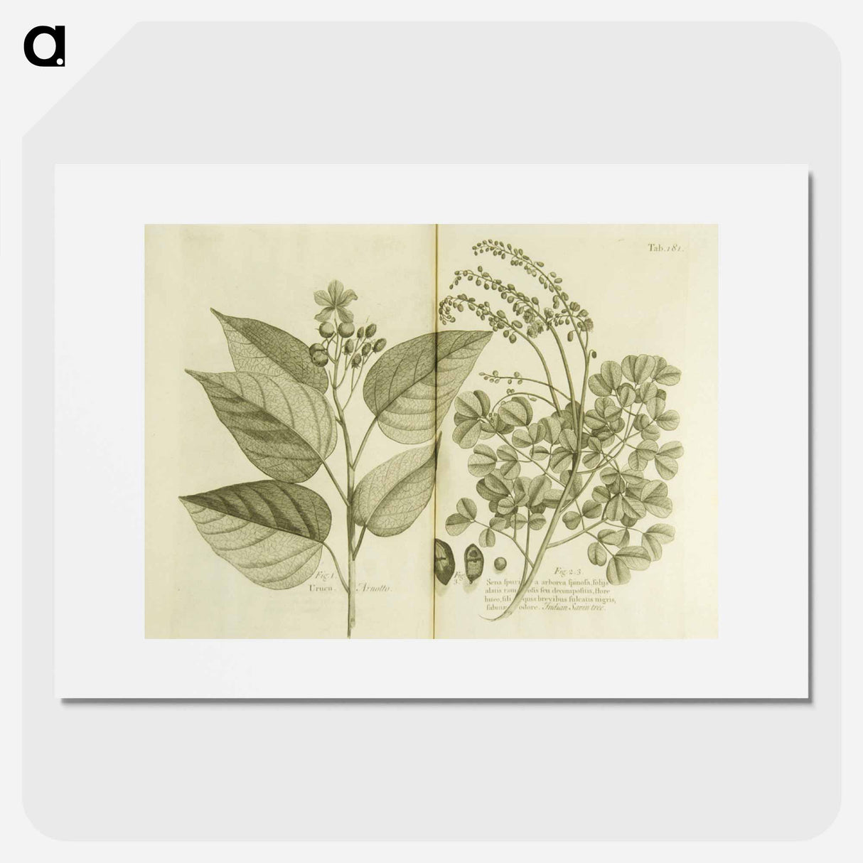 アートポスター-Arnotto and Indian Savin Tree
- 国立医学図書館 Poster.