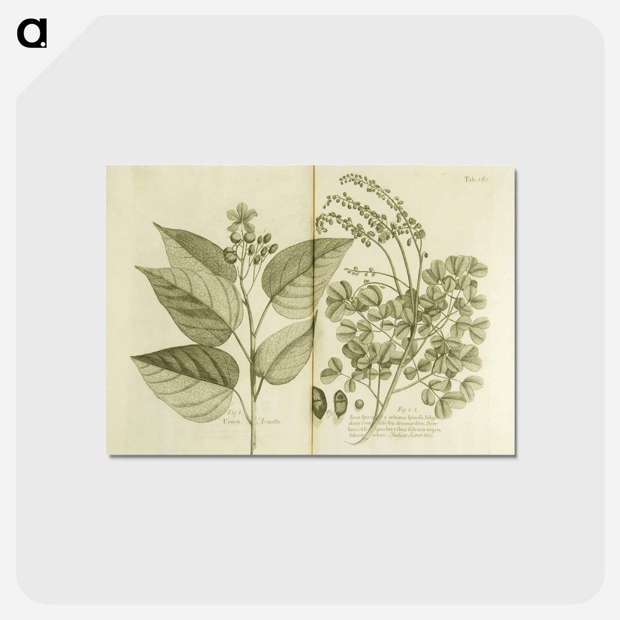 アートポストカード-Arnotto and Indian Savin Tree
- 国立医学図書館 Postcard.