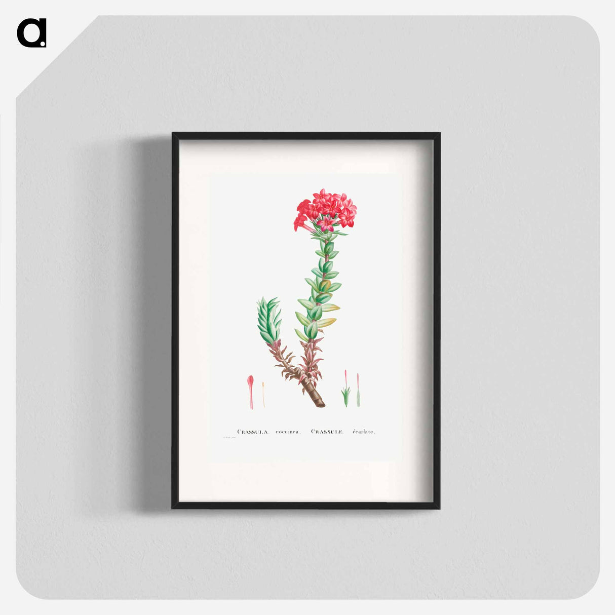 Crassula Coccinea (Red Crassula) - Pierre Joseph Redouté Poster.