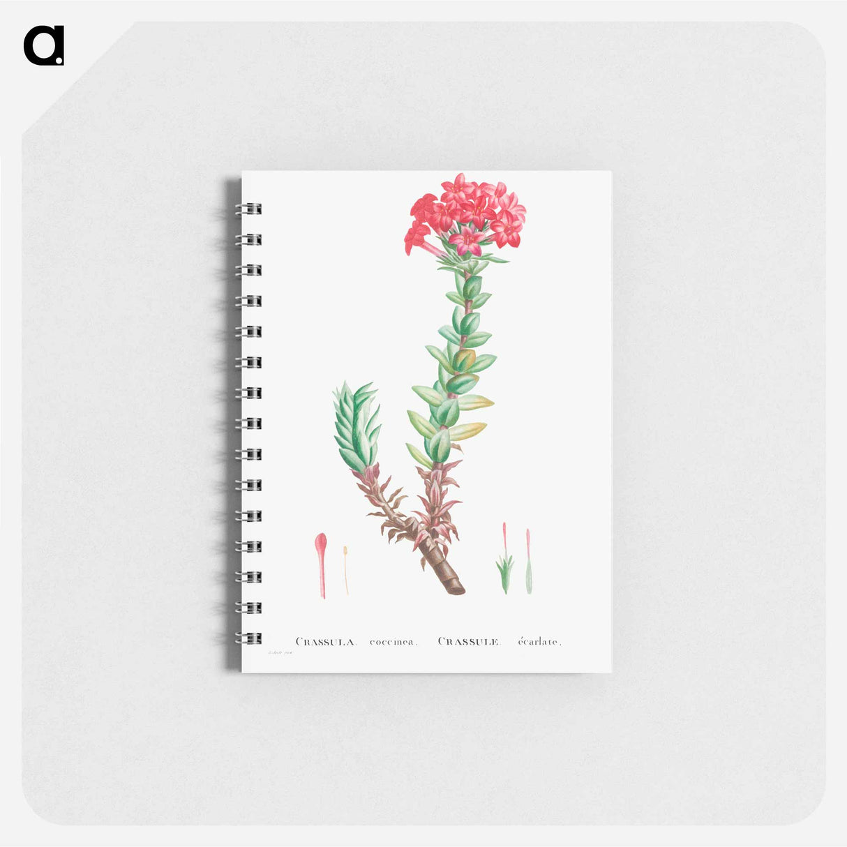 アートメモ帳-Crassula Coccinea (Red Crassula) - ピエール ジョゼフ ルドゥーテ Memo.