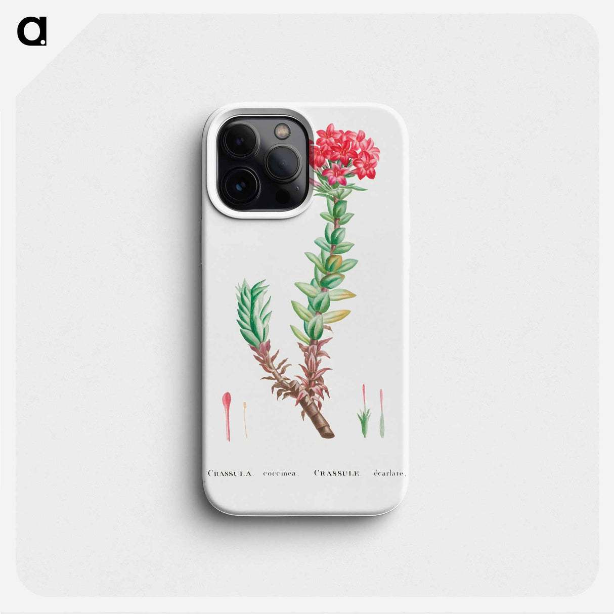 Crassula Coccinea (Red Crassula) - Pierre Joseph Redouté Phone Case.